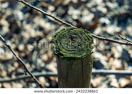 Abstract photograph of a section of a wooden stake. Wooden stake, cut. Wood, natural material, blurred background, cut. Royalty-Free Stock Photo #2432238861
