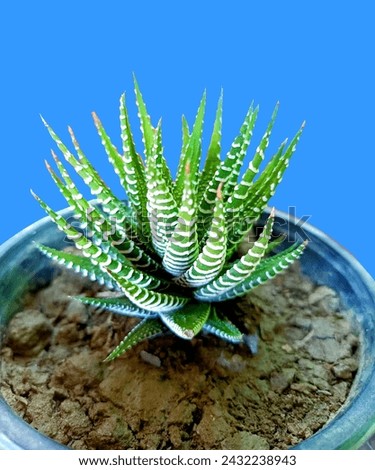 fasciata has smooth surfaces on the upper leaves. The Little Zebra Plant is a slow growing succulent, but has a long life span of up to 50 years. In the wild, these plants grow in very harsh condition Royalty-Free Stock Photo #2432238943