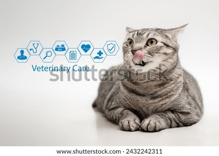 Veterinary care and good health of pets concept. The fat tabby cat sitting on cream-colored floor with veterinary care Icon, Healthcare, Warranty, Pharmacy, Food caring for pet hygiene for good health