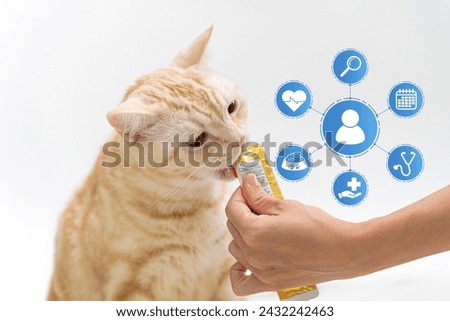 Healthcare Pets and nutrition control concept, Woman feeding the cat with quality food, Health examination schedule, Hygiene, and nutritional care, Set feeding time, Doctor checks appointed time.
 Royalty-Free Stock Photo #2432242463