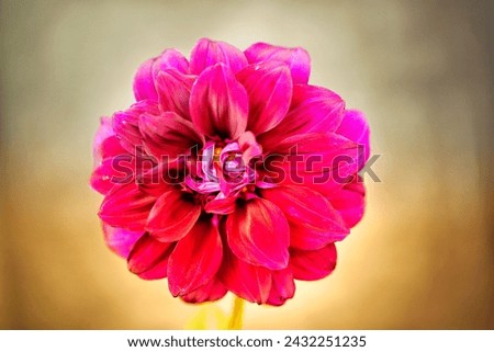 The Rose 🌹 symbolised beauty and love 💕, it's also used for medicine, aayurved, herbal tea ☕ ice-cream, jam in as test or delious sweet 🧁 🎂 Royalty-Free Stock Photo #2432251235