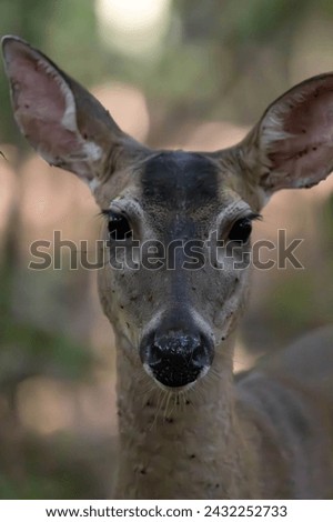 Little deer in the forest Royalty-Free Stock Photo #2432252733