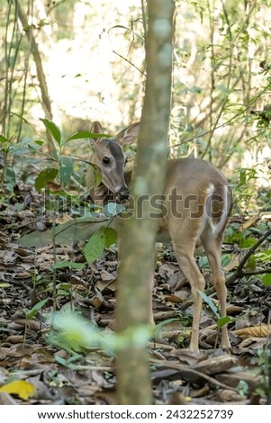 Little deer in the forest Royalty-Free Stock Photo #2432252739