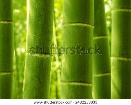 Green bamboo forest landscape background
