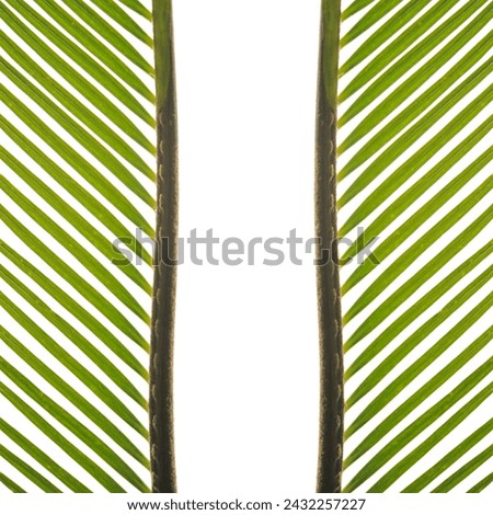 Green leaf surface symmetrical blank background of young cycas revoluta tree in macro,Isolated on white background 