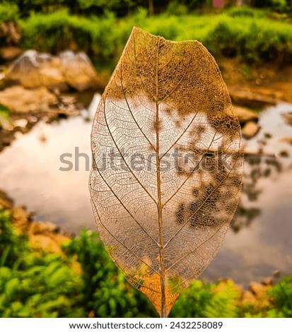 Close-up of a delicate skeleton leaf with a blurred river in the background.