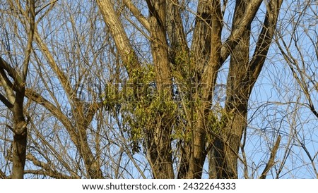 Mistletoe on tree branches. It is a parasitic plant that attaches itself to its host tree and is seen here in the Goclaw estate in the Praga-Poludnie district of Warsaw, Poland.