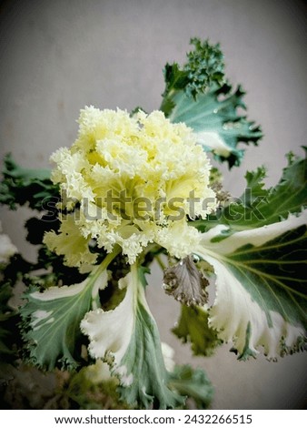 Beautiful yallow and white flowers 🌹
Best picture 🖼️
Green leaf 🌿 original picture 