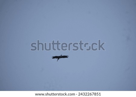 An Asian open bill stork is flying in the blue sky. 