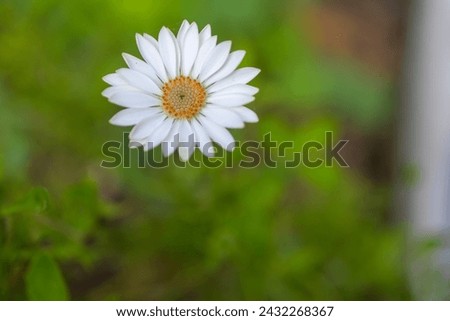 White daisy flower close up	