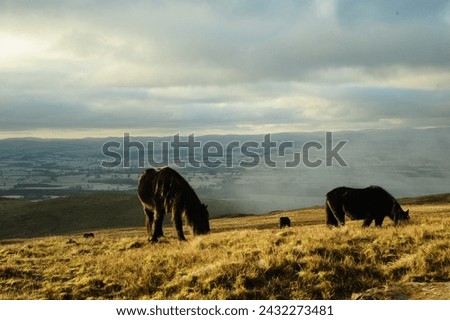 Grazing positions of wild horses in the North Pennines, UK. Early morning in late Autumn, freezing temperatures.