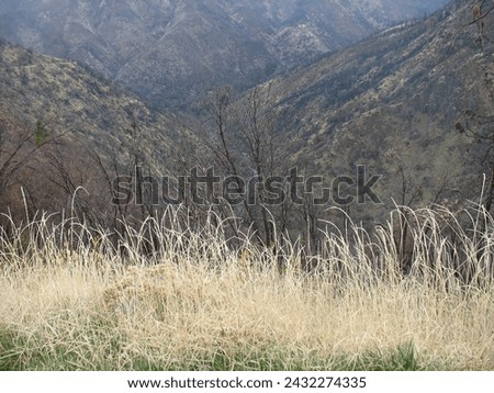Beautiful mountain landscape with meadow grasses in the foreground. Yosemite National Park, California, United States. 