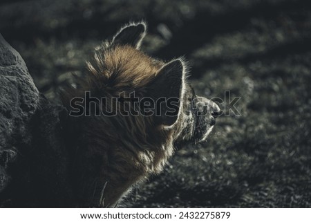 Spotted Hyena portrait, sleepy hyena, sleeping mammal