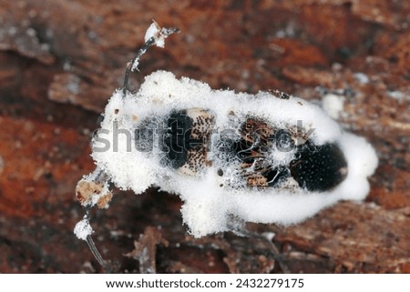 Seed bug (Rhyparochromus vulgaris). An insect killed by an entomopathogenic fungus.