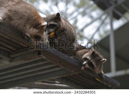 The cute racoon eating mango from people