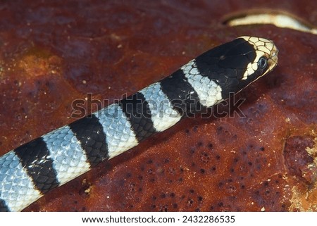Closeup of sea snake swimming across a coral bottom in the Philippine Islands