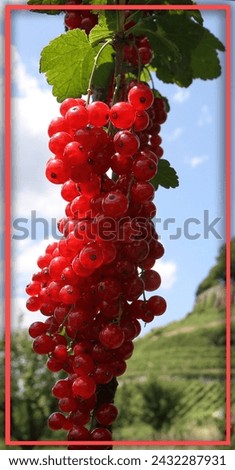 marcro photo of cluster of red grapes in a vineyard in germany