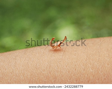 A strange platypus-looks nymph phase of insects perch on human skin