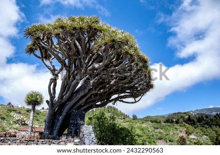 Dragon tree, Dracaena draco, Puntagorda, Island La Palma, Canary Islands, Spain, Europe.
View from Mirador Los Dragos. Royalty-Free Stock Photo #2432290563