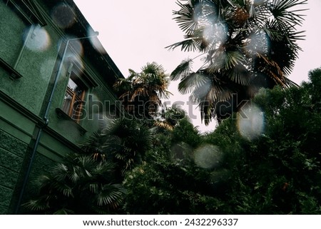 Rainy Weather Enhances Tropical Greenery Around Residence. Near Stalin's residence. Sochi, Russia
