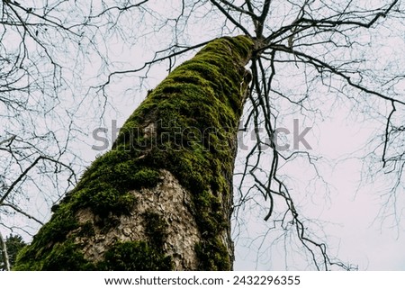 Tropical jungle, tree covered with moss and Mountain Forest Hiking. High quality photo