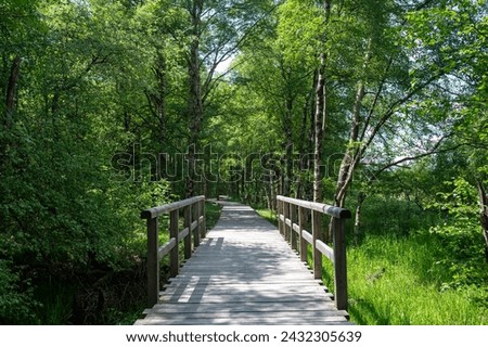 Black moor with bridge and  trees  in the Rhoen, Bavaria, Germany,  with a new moor path