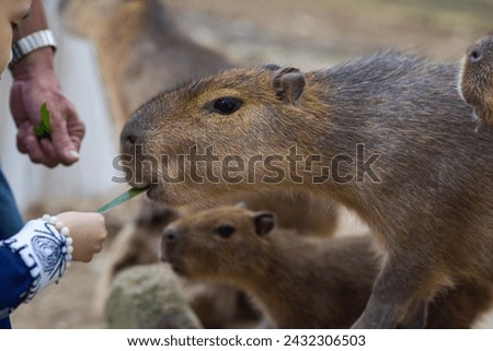 The capybara , they are the most friendly giant "mouse" to everyone.