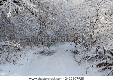 winter landscape, in the photo there is a forest in winter and a road