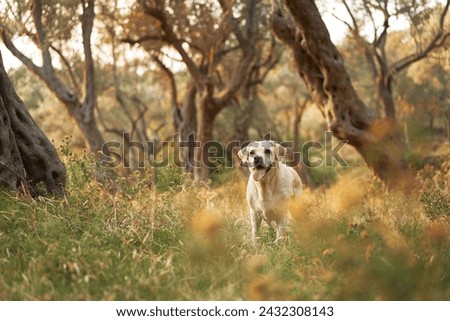 A joyful Labrador Retriever dog stands in a sunlit olive grove, the golden light enhancing its friendly demeanor