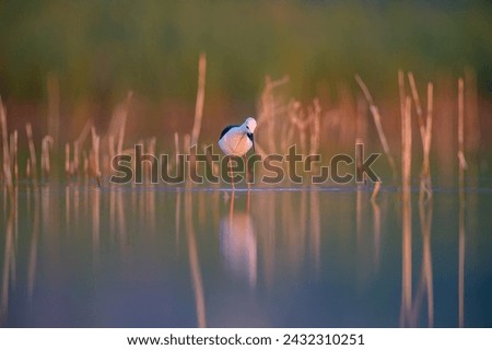 Black-winged Stilt (Himantopus himantopus himantopus) foraging in the lake in the sunrise light.