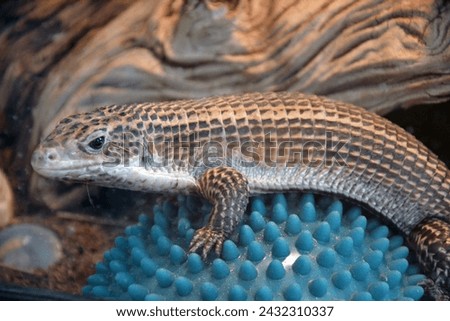 The Sudan plated lizard (Broadleysaurus major), also known as the western plated lizard, great plated lizard, is a medium-sized, diurnal African reptile. Royalty-Free Stock Photo #2432310337