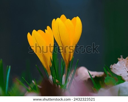 yellow crocuses growing in the forest in spring