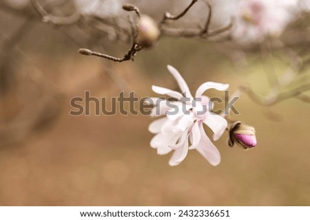 Magnolia grandiflora, the Southern magnolia or bull bay, tree of the family Magnoliaceae. Spring background. Loebner Magnolia. Creamy white magnolia flowers bloom in garden close up. Pink flowers