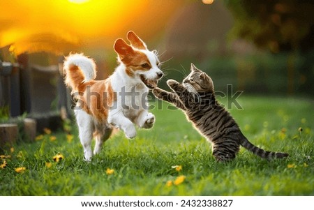A Heartwarming Moment Between a Dog and Cat at Play, Puppy And Kitten, Dog and Cat Playing Together Royalty-Free Stock Photo #2432338827