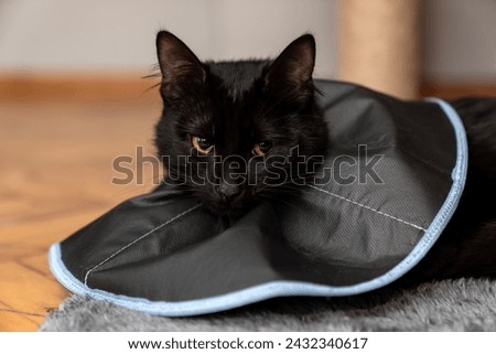 The cat wears a cone collar to protect and prevent licking the wound after sterilization. Neutering the male cat. Sick cat concept. wearing a transparent plastic Elizabethan collar, plastic cone Royalty-Free Stock Photo #2432340617