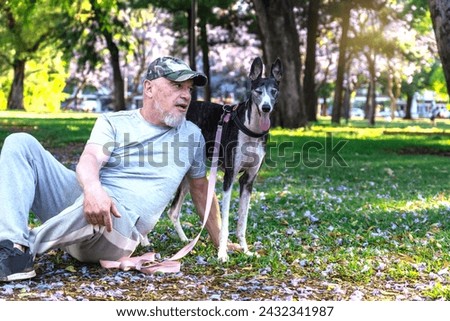 A mature bald man is looking and sitting with his greyhound dog in the park.