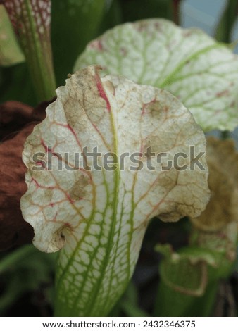 Close-up of dried Sarracenia plant hoods post-winter, capturing nature's seasonal cycle. Ideal for botanical and seasonal concepts Royalty-Free Stock Photo #2432346375