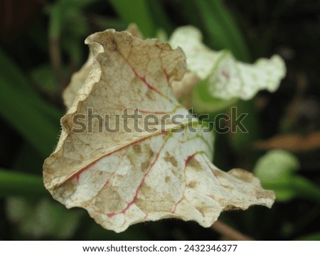 Close-up of dried Sarracenia plant hoods post-winter, capturing nature's seasonal cycle. Ideal for botanical and seasonal concepts Royalty-Free Stock Photo #2432346377