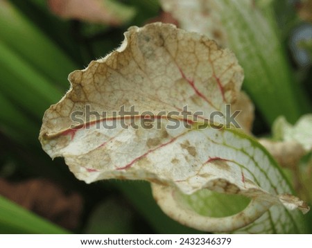 Close-up of dried Sarracenia plant hoods post-winter, capturing nature's seasonal cycle. Ideal for botanical and seasonal concepts Royalty-Free Stock Photo #2432346379