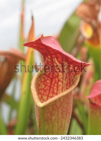 Close-up of dried Sarracenia plant hoods post-winter, capturing nature's seasonal cycle. Ideal for botanical and seasonal concepts Royalty-Free Stock Photo #2432346383