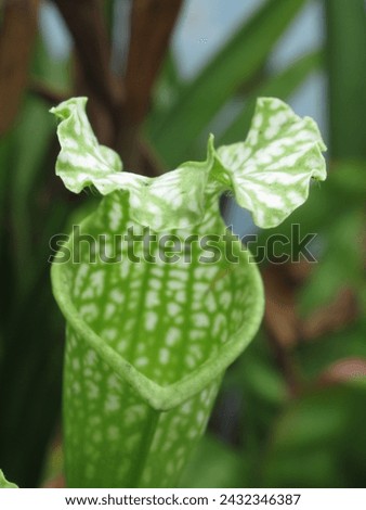 Close-up of dried Sarracenia plant hoods post-winter, capturing nature's seasonal cycle. Ideal for botanical and seasonal concepts Royalty-Free Stock Photo #2432346387