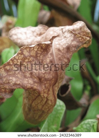 Close-up of dried Sarracenia plant hoods post-winter, capturing nature's seasonal cycle. Ideal for botanical and seasonal concepts Royalty-Free Stock Photo #2432346389