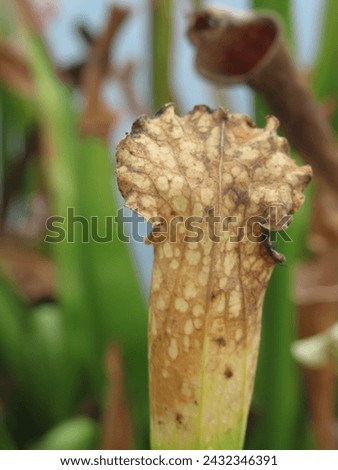 Close-up of dried Sarracenia plant hoods post-winter, capturing nature's seasonal cycle. Ideal for botanical and seasonal concepts Royalty-Free Stock Photo #2432346391