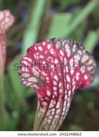 Close-up of dried Sarracenia plant hoods post-winter, capturing nature's seasonal cycle. Ideal for botanical and seasonal concepts Royalty-Free Stock Photo #2432348863