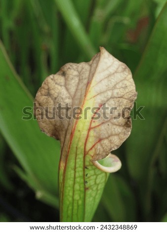 Close-up of dried Sarracenia plant hoods post-winter, capturing nature's seasonal cycle. Ideal for botanical and seasonal concepts Royalty-Free Stock Photo #2432348869