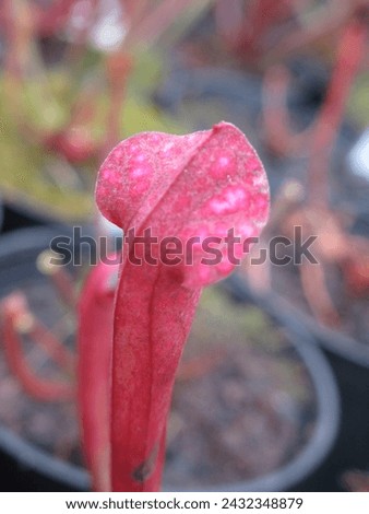 Close-up of dried Sarracenia plant hoods post-winter, capturing nature's seasonal cycle. Ideal for botanical and seasonal concepts Royalty-Free Stock Photo #2432348879