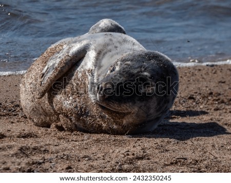 Close-up shot of the grey seal pup (Halichoerus grypus) with closed eyes and soft, grey silky fur with dark spots resting on the yellow sand in bright sunlight with sea water in background Royalty-Free Stock Photo #2432350245