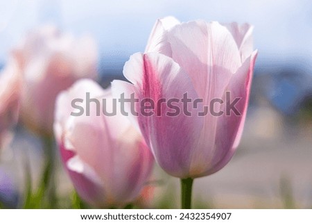 Amble, Morpeth, Northumberland, England, Great Briton, United Kingdom. Purple tulips in the sun. Royalty-Free Stock Photo #2432354907