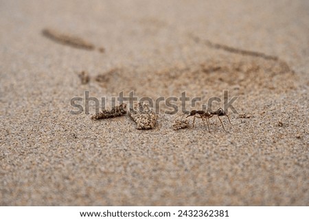 Ant crawling through sand and obstacles at the beach. Observes some sand.