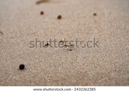 Closeup of ant crawling through sand and obstacles at the beach.
